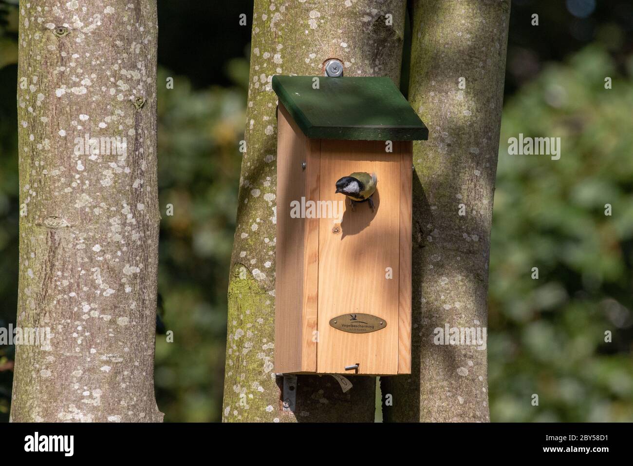 Grande dîme (Parus Major), laissant une boîte de nid, pays-Bas Banque D'Images