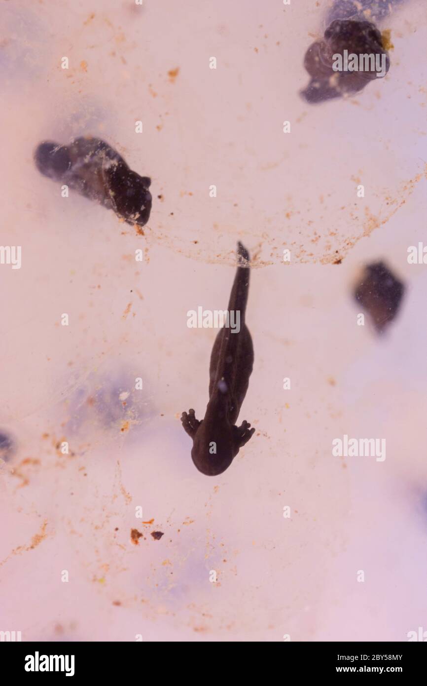 Grenouille commune, grenouille (Rana temporaria), trappes de tadpole provenant d'oeuf, Allemagne Banque D'Images