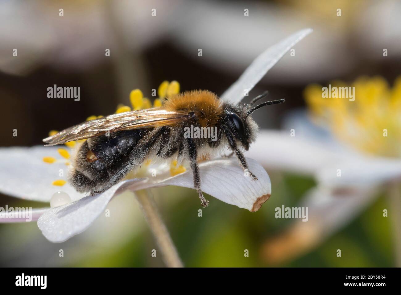 Mining-Bee (Andena spec.), visite d'une fleur d'un anémone de bois, Anemone nemorosa, avec des femelles de Stresipteron dans le puparium, en brisant à travers des segments de l'abdomen, Allemagne Banque D'Images