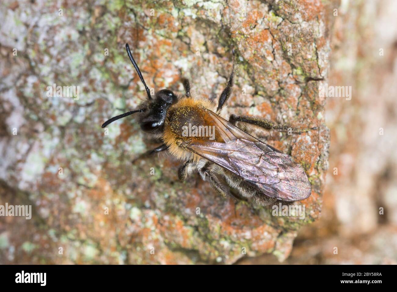 Petite abeille minière, petite abeille minière (Andrena cf. Praecox), femelle Banque D'Images