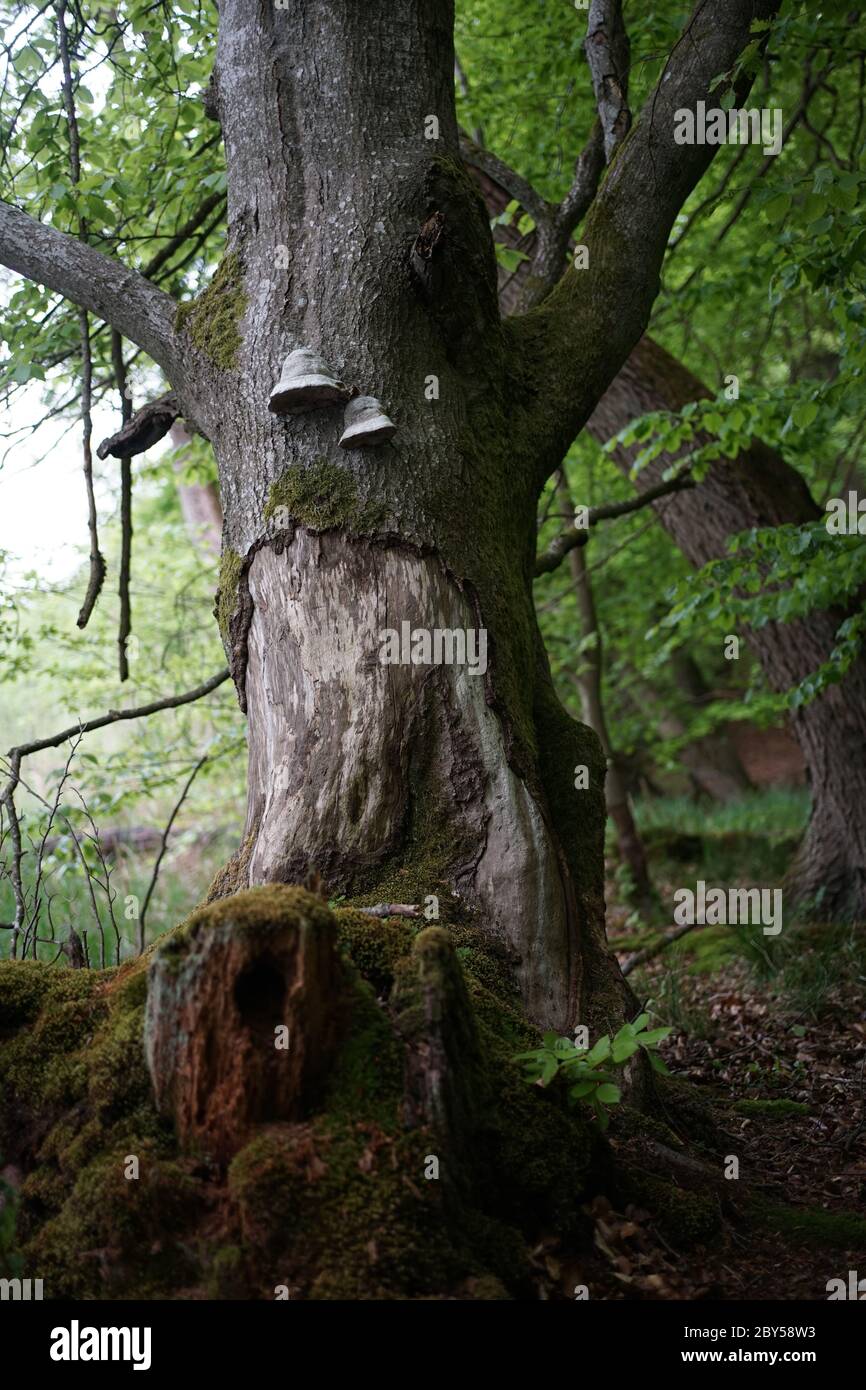 Les arbres de l'aulne cultivés en mousse sont dans la zone de conservation Feldberger Seenlandschaft. Banque D'Images