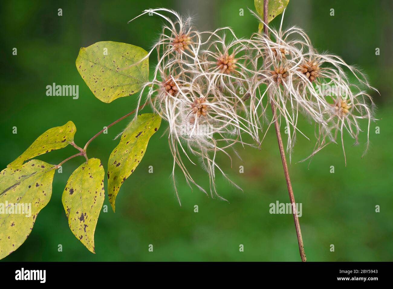 Travelers Joy, la barbe de l'ancien homme (Clematis vitalba), fructification, Allemagne, Bavière Banque D'Images