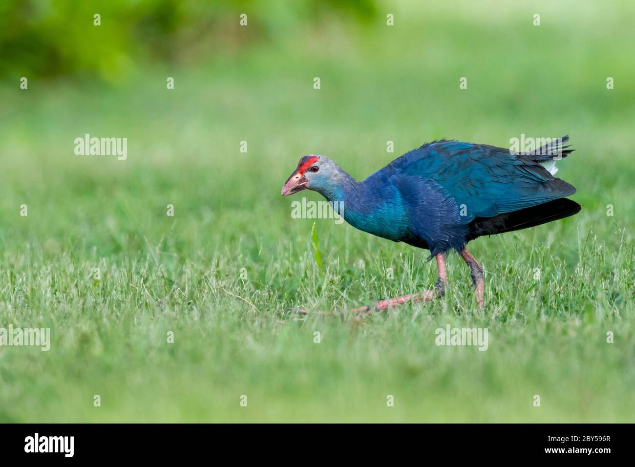 Marécages à tête grise (Porphyrio porphyrio poliocephalus, Porphyrio poliocephalus), adulte marchant sur la pelouse, États-Unis, Floride Banque D'Images