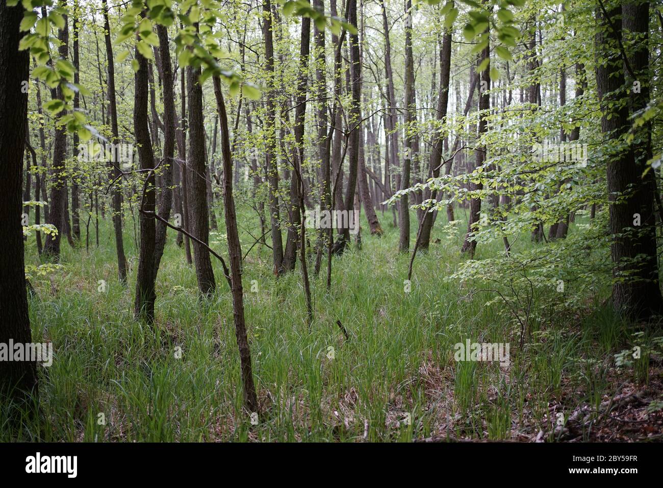 Les arbres de l'aulne cultivés en mousse sont dans la zone de conservation Feldberger Seenlandschaft. Banque D'Images