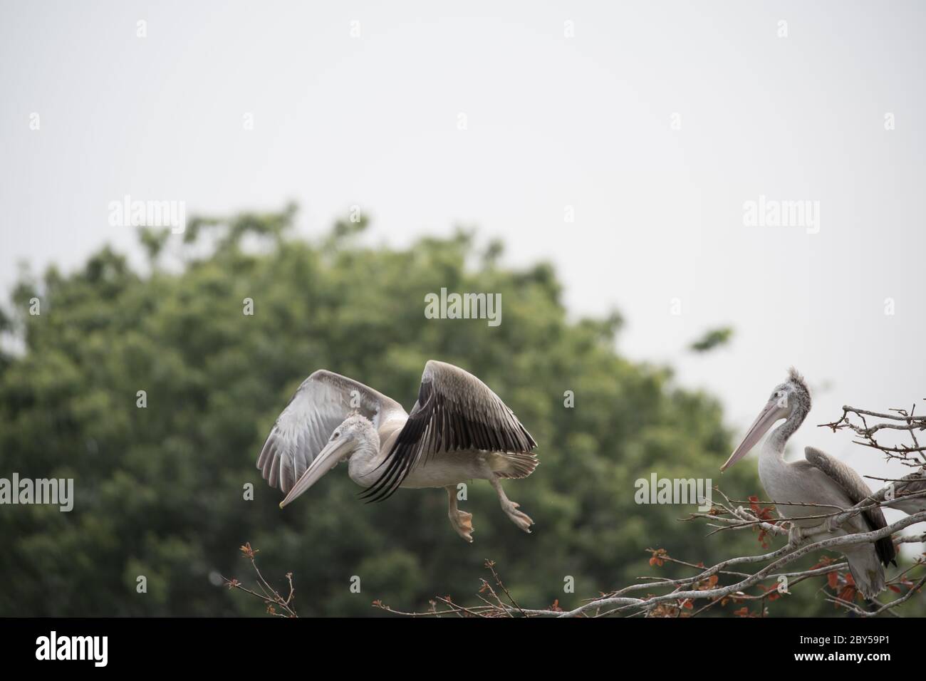 Pelican assis dans les arbres et de prendre des arbres et de la même manière de l'eau trop qui transportera la nourriture et l'eau dans son bec. Banque D'Images