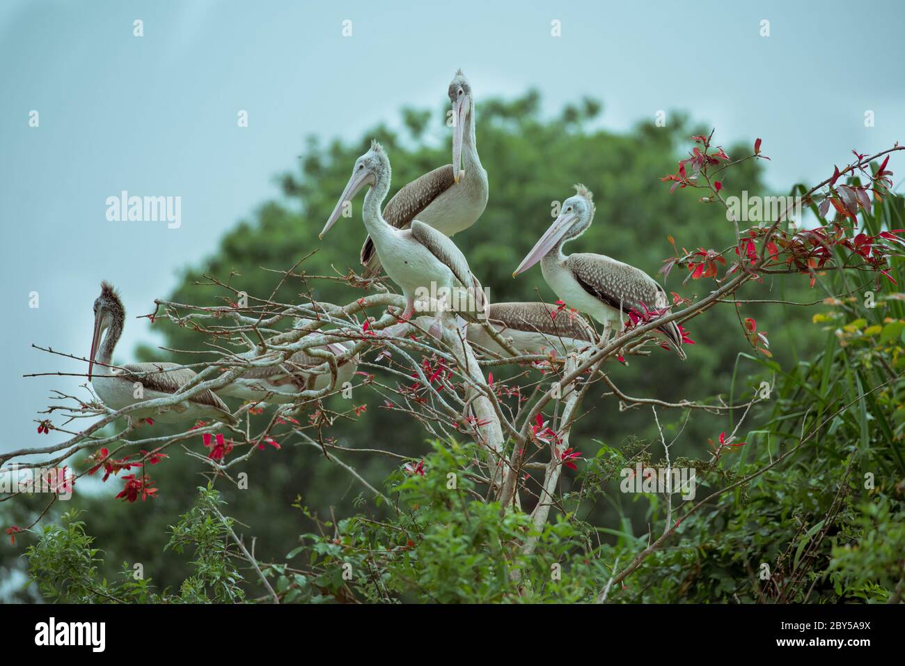 Pelican assis dans les arbres et de prendre des arbres et de la même manière de l'eau trop qui transportera la nourriture et l'eau dans son bec. Banque D'Images