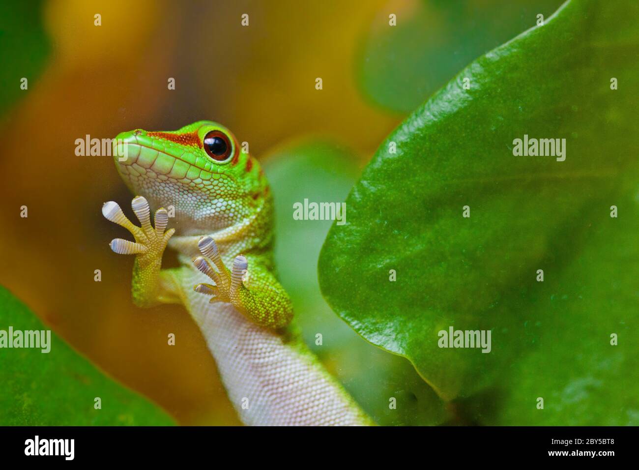 Madagascar jour gecko phelsuma madagascariensis Banque de photographies — free download
