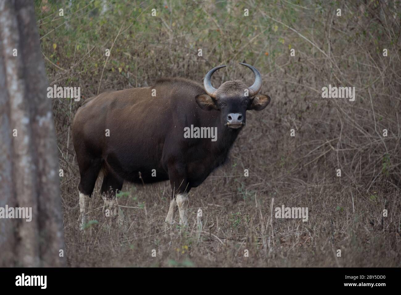 Guar ou Bison indien avec le fond de la forêt, Femme un. Banque D'Images