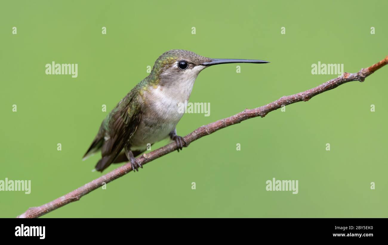 Colibri femelle à gorge rubis sur une perche. Banque D'Images