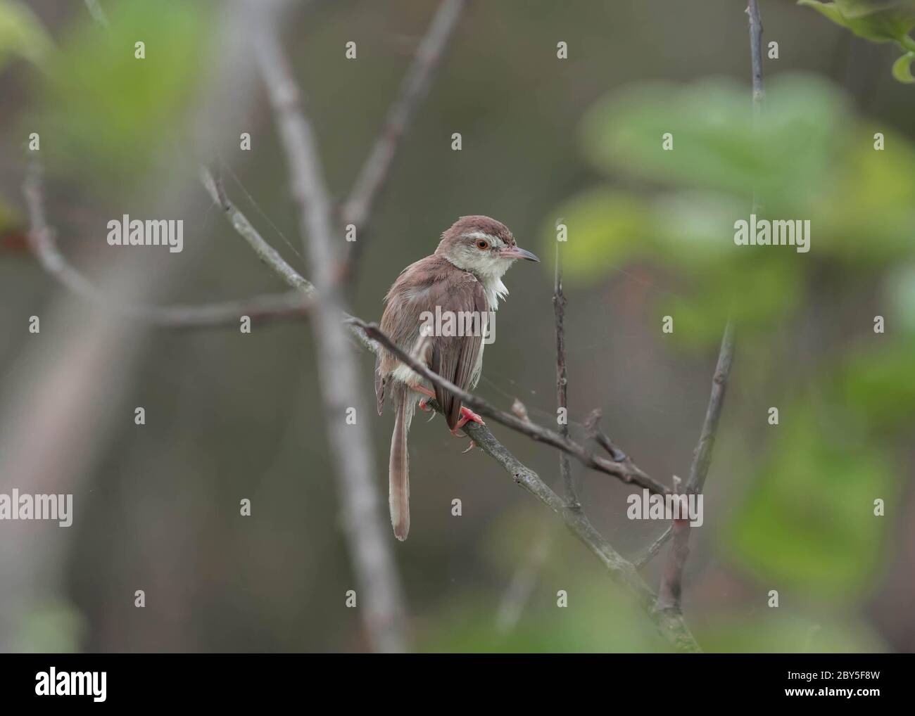 Prinia est assise sur la branche unique de l'arbre avec un magnifique fond vert. Banque D'Images