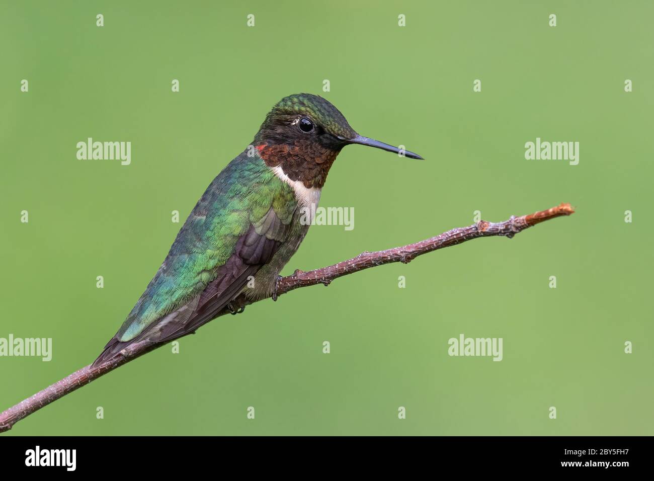 Colibri à gorge rubis de sexe masculin perché sur une petite branche. Banque D'Images
