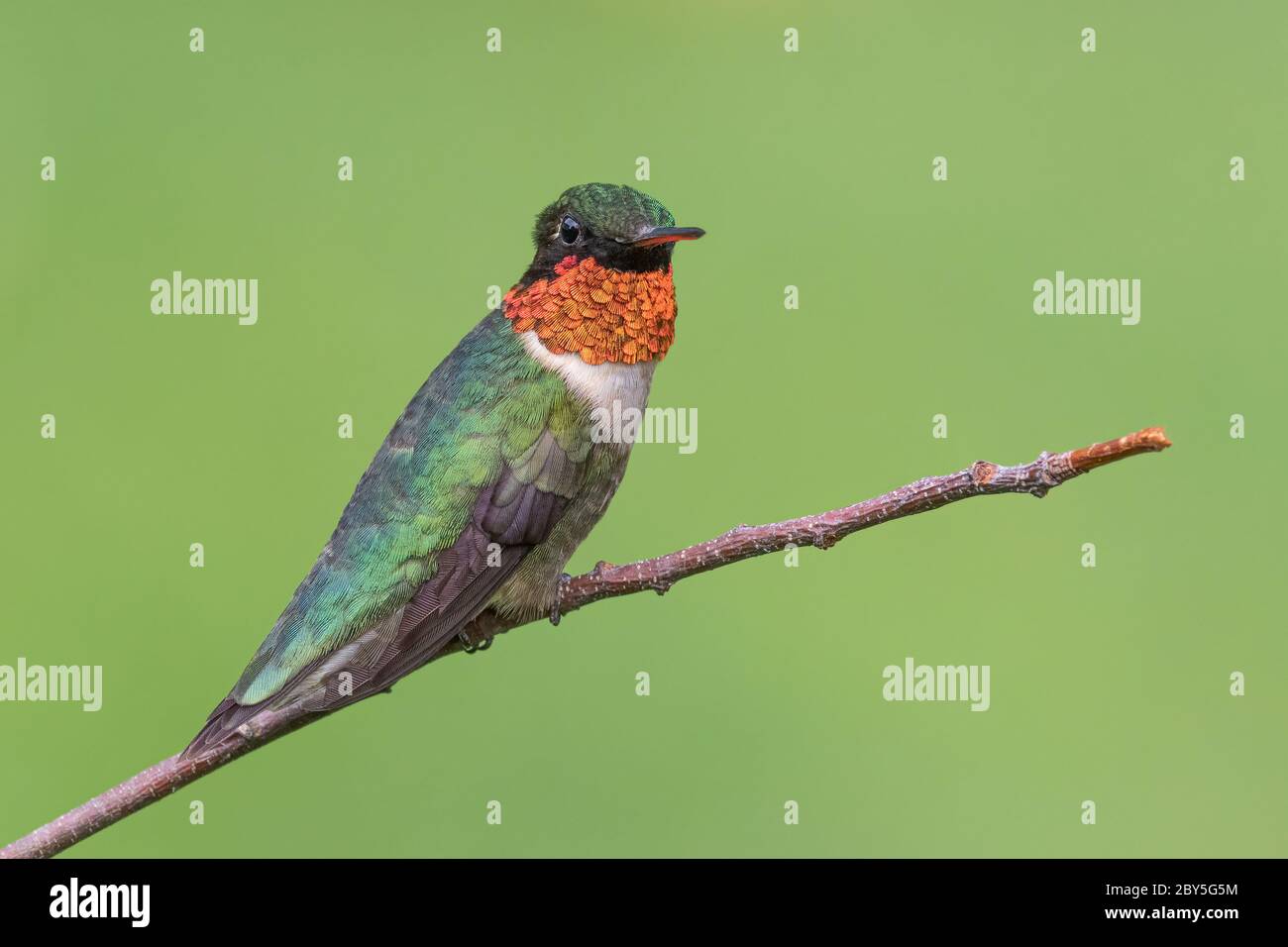 Colibri mâle à gorge rubis sur la branche Banque D'Images