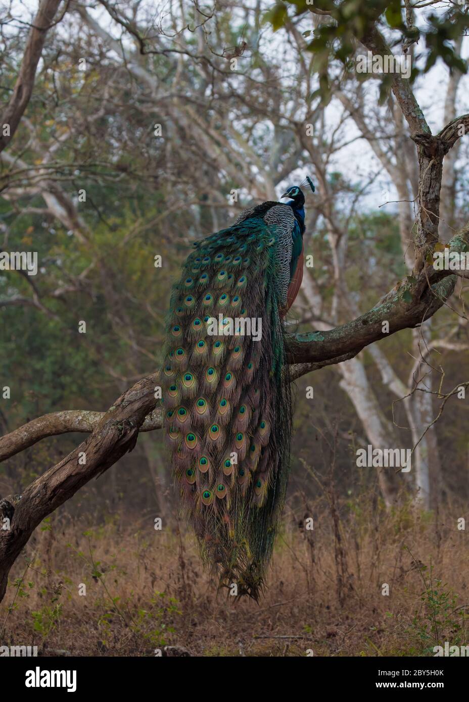 Magnifique Peacock assis sur la branche de l'arbre montrant avec des plumes dans la brumeuse tôt le matin, qui est l'oiseau national de l'inde. Banque D'Images