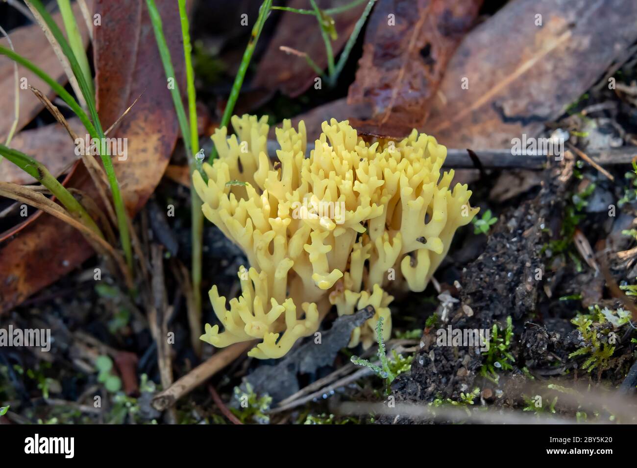 Ramaria gracilis, champignon de corail mince Banque D'Images
