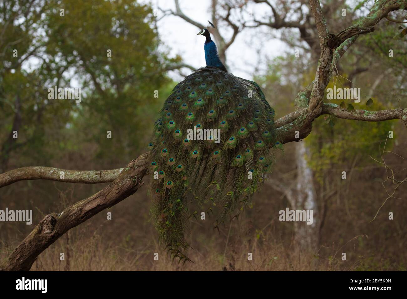 Magnifique Peacock assis sur la branche de l'arbre montrant avec des plumes dans la brumeuse tôt le matin, qui est l'oiseau national de l'inde. Banque D'Images