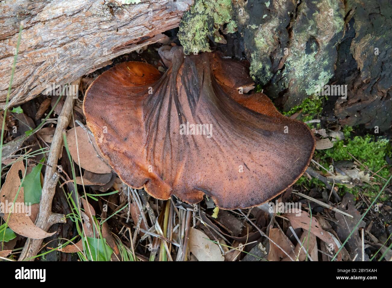 Phellinus sp. Champignon Banque D'Images