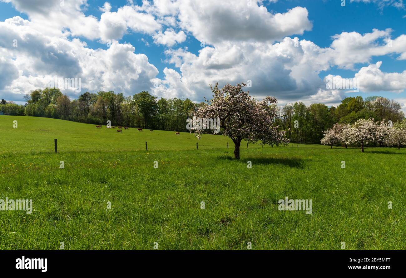 Paysage rural printanier avec prairie, arbres en fleurs, vaches et ciel bleu avec nuages en république tchèque Banque D'Images