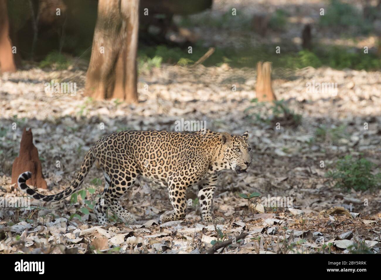 Randonnée léopard dans lumière dorée avec des bois en arrière-plan, avec visage agressif dans un magnifique fond de jungle. Banque D'Images