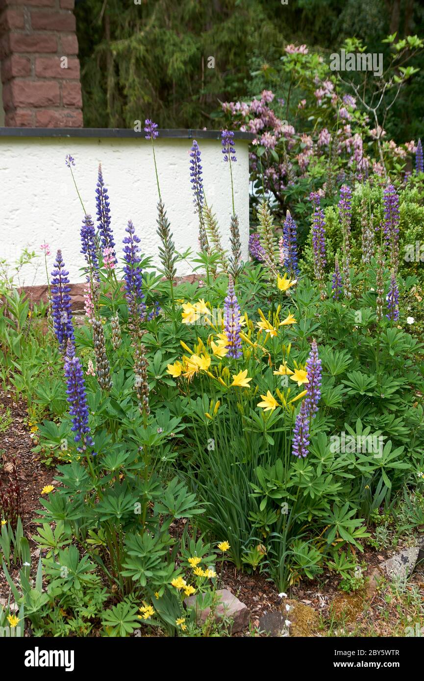 Fleurs lupin en fleurs. Un champ de lupins. Lupin violet et rose dans le pré Banque D'Images