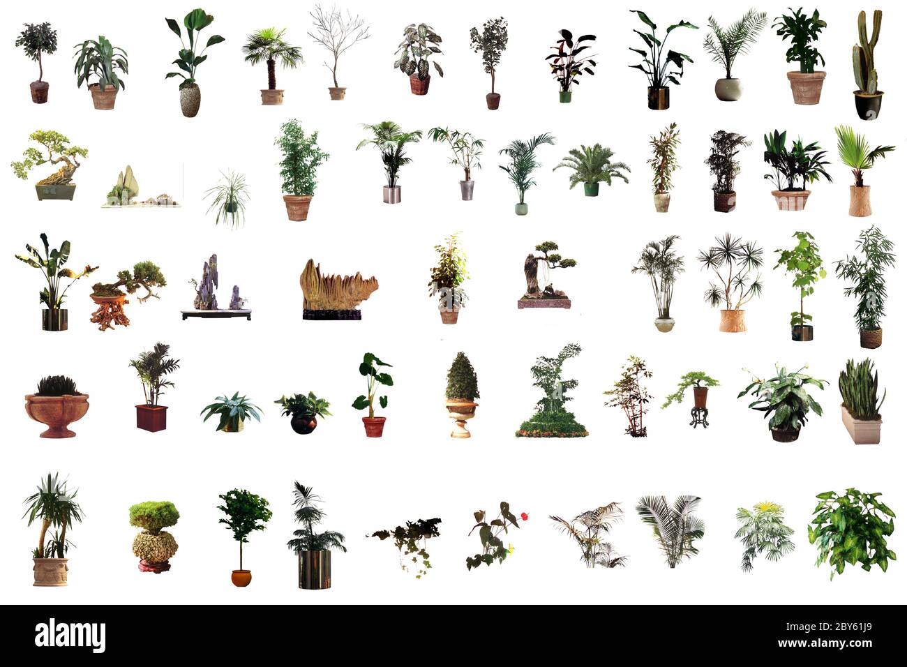 collection de plantes de maison de fleurs Banque D'Images