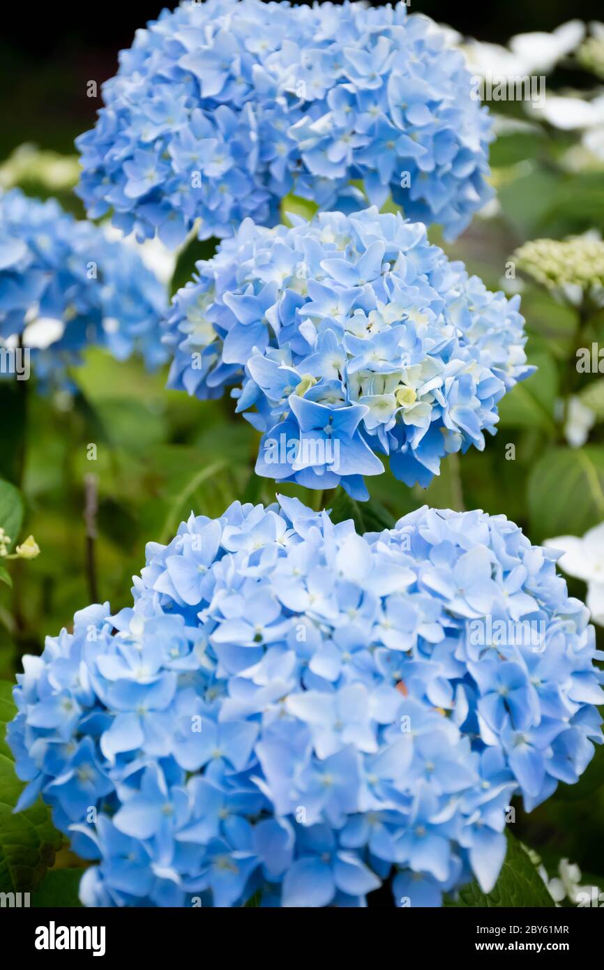 Gros plan de la fleur d'hydracea bleue Banque D'Images Gros plan de la fleur d'hydracea bleue Banque D'Images