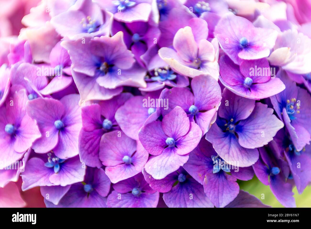 Texture des fleurs d'hortensia violet Banque D'Images Texture des fleurs d'hortensia violet Banque D'Images