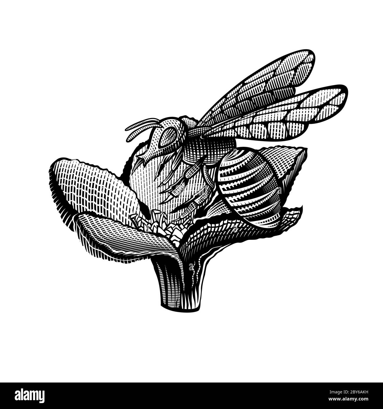 Abeille sur fleur en style gravure isolée sur blanc. Illustration noire Illustration de Vecteur