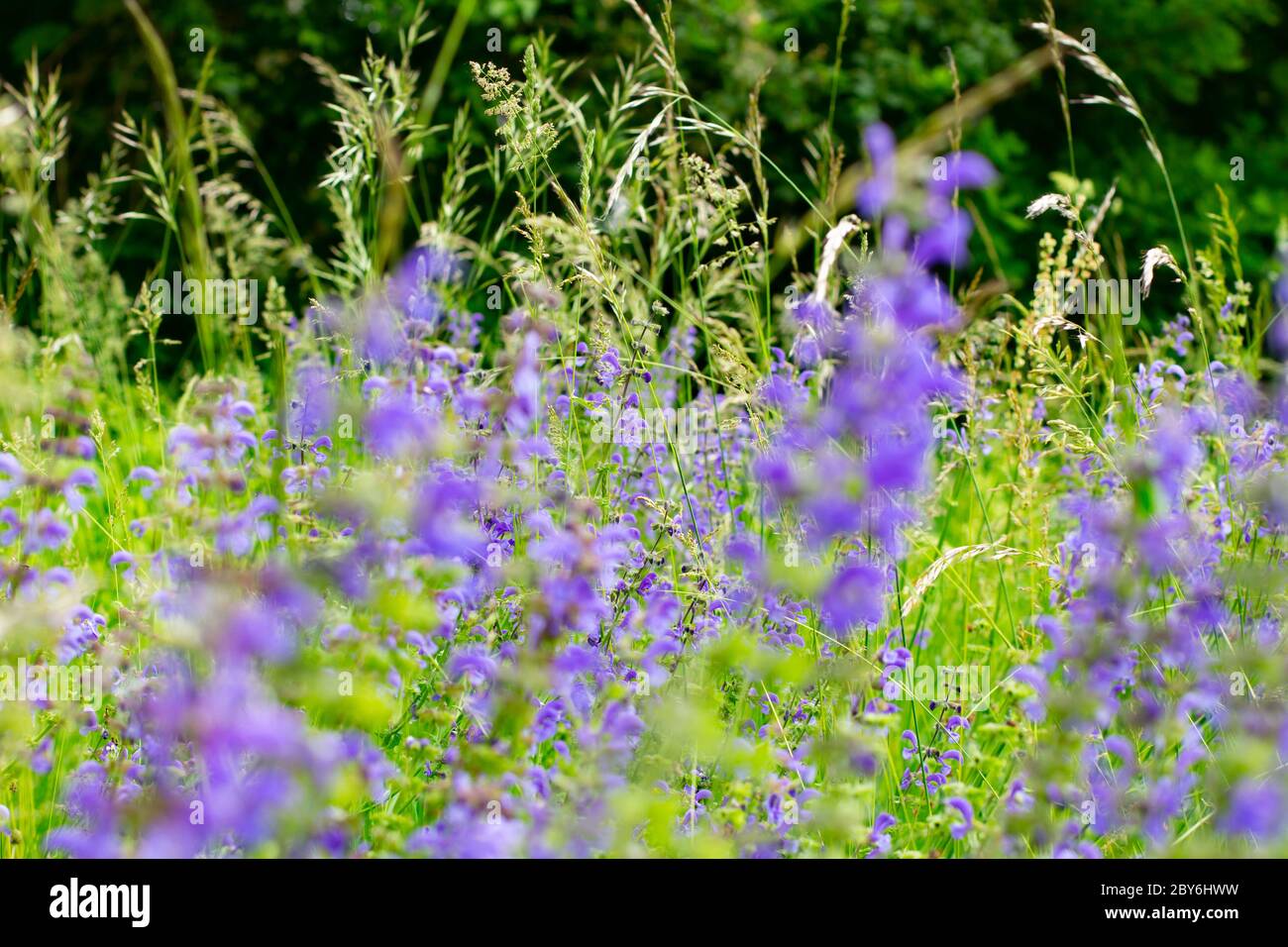 Fleurs de sauge flous pourpres poussant dans l'herbe avec un foyer sélectif, Salvia ou Salbei Banque D'Images