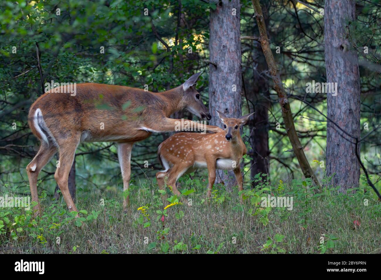 La fauve et la doe de cerfs de Virginie partagent un moment d'or dans la forêt au Canada Banque D'Images