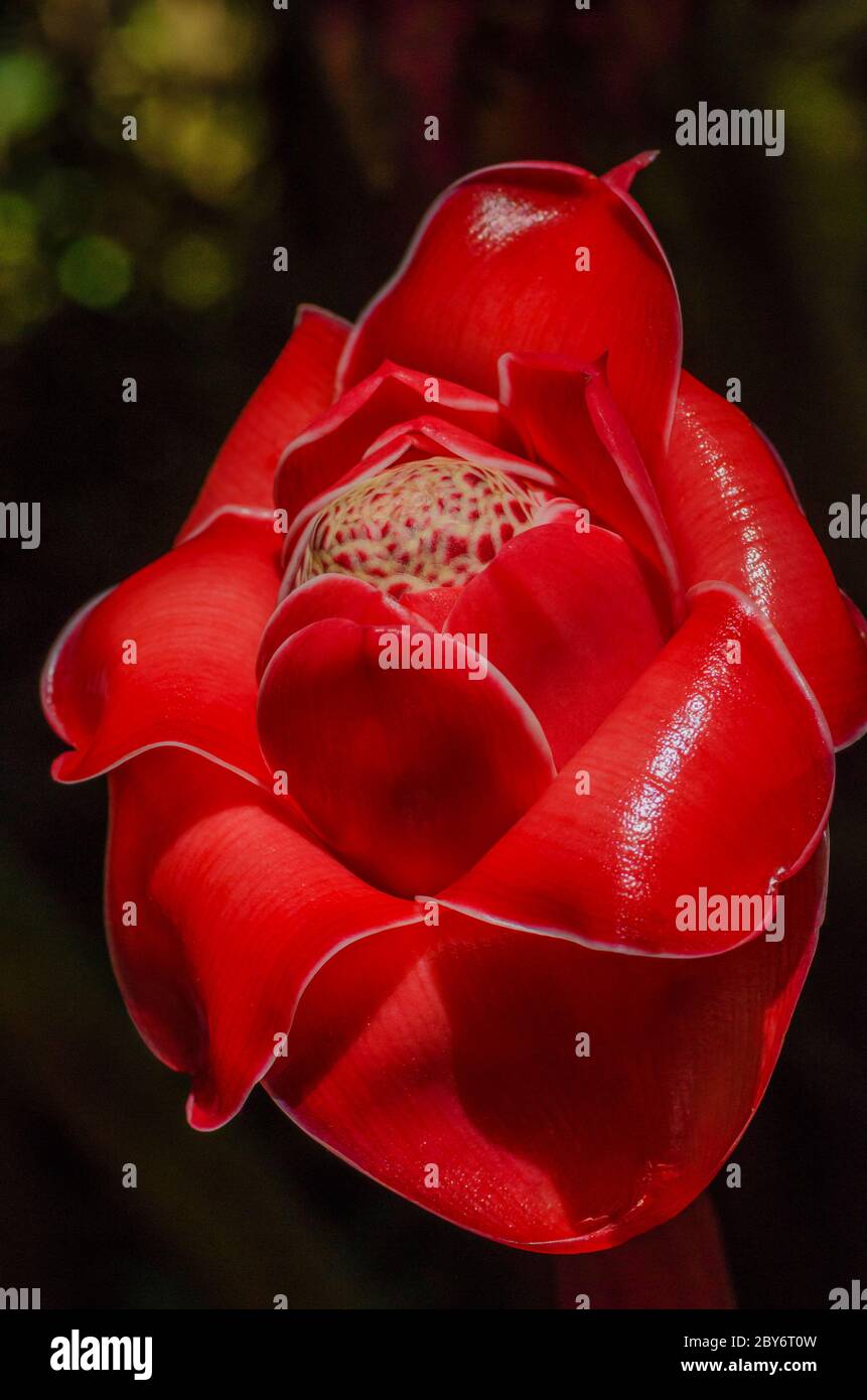 Etlingera elatior, également connu sous le nom de gingembre de torche, fleur de gingembre, lis de gingembre rouge, lis de torche, gingembre sauvage, combrang, bunga kantan, fleur de cire philippine, Banque D'Images