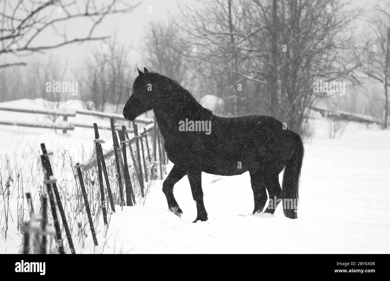 Cheval de race noire avec belle manie marchant dans un pré couvert de neige en Ontario, Canada Banque D'Images