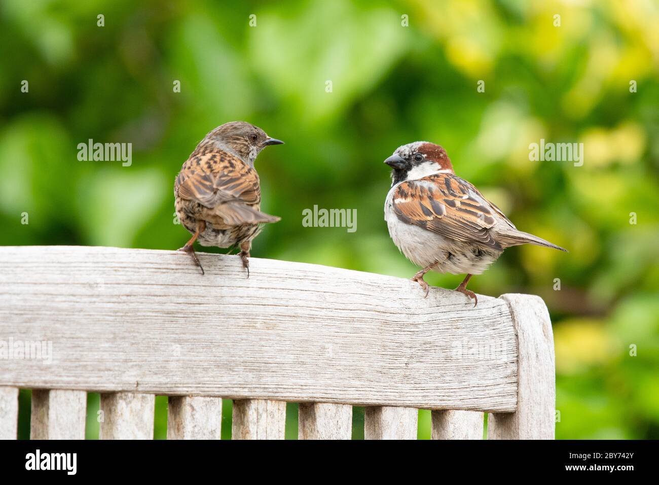 Le moineau de maison de sexe masculin (passant domesticus) et Dunnock, parfois appelé Bruant de haie (Prunella modularis) perchés ensemble - Écosse, Royaume-Uni Banque D'Images