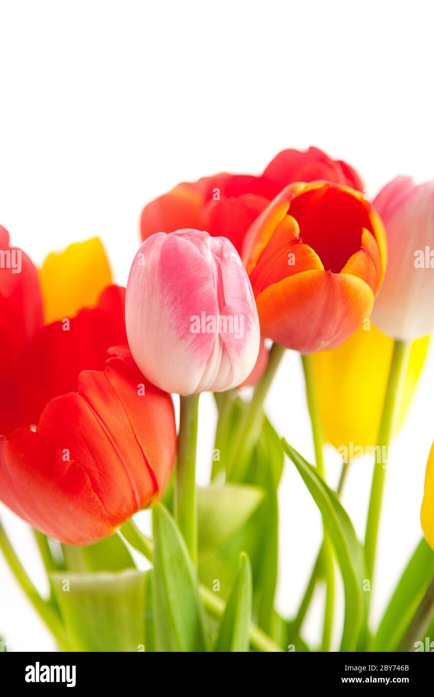 Bouquet de tulipes Banque D'Images