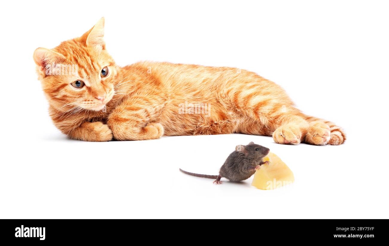 Souris et chat Banque D'Images