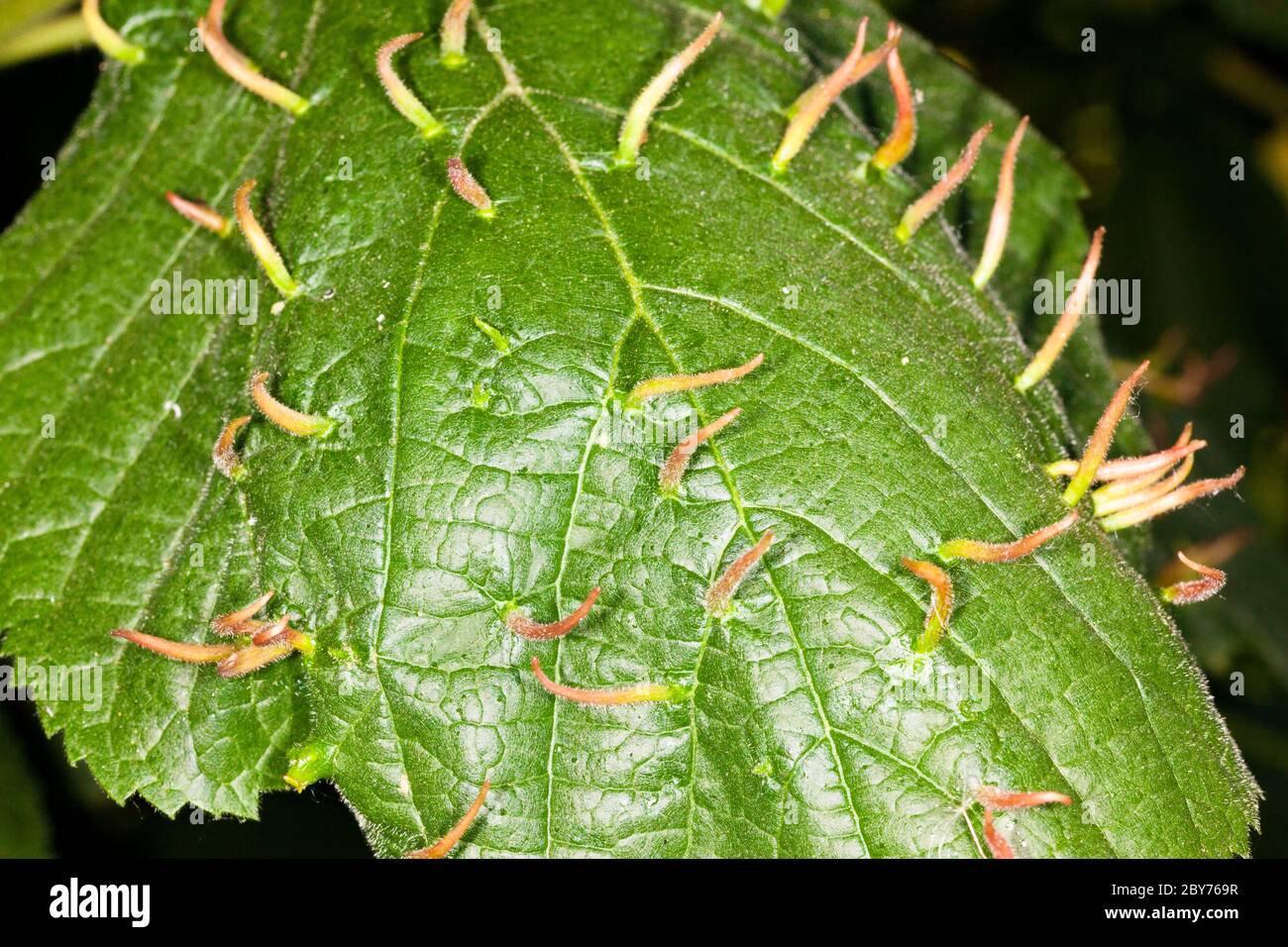 Galle à ongles de chaux ou Galle à bugle formé par un acarien (Eriophytes tiliae) sur une feuille d'un arbre de chaux (Tilia ssp.), Londres, Royaume-Uni, printemps Banque D'Images