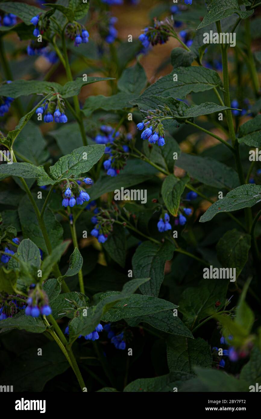 Bouton bleu d'une fleur bleue. Plante médicinale Larkweed Comfrey lat. S mphytum est un genre de plantes herbacées forestières vivaces de la famille Borachnic Banque D'Images