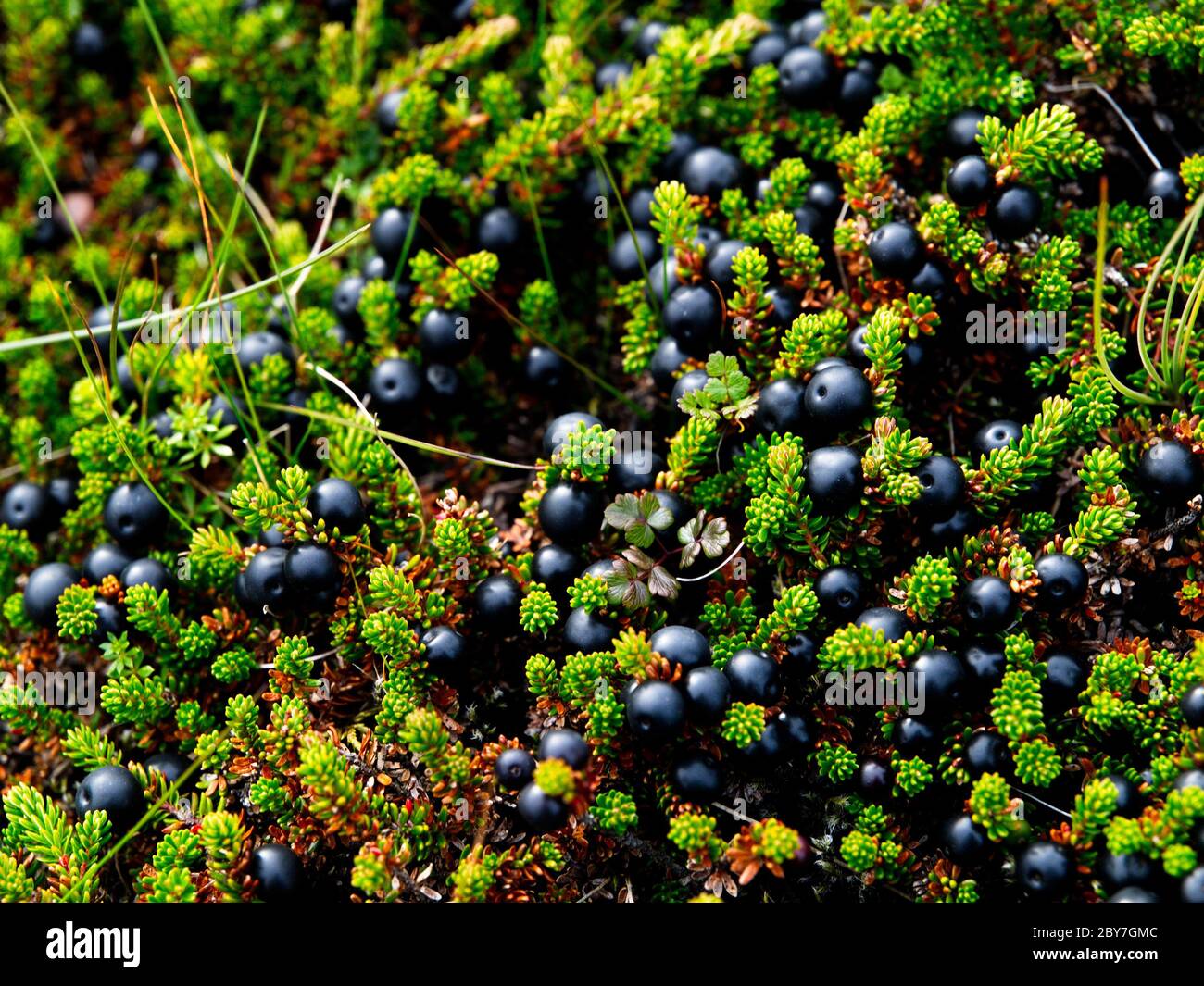 APPAREIL PHOTO NUMÉRIQUE OLYMPUS Banque D'Images