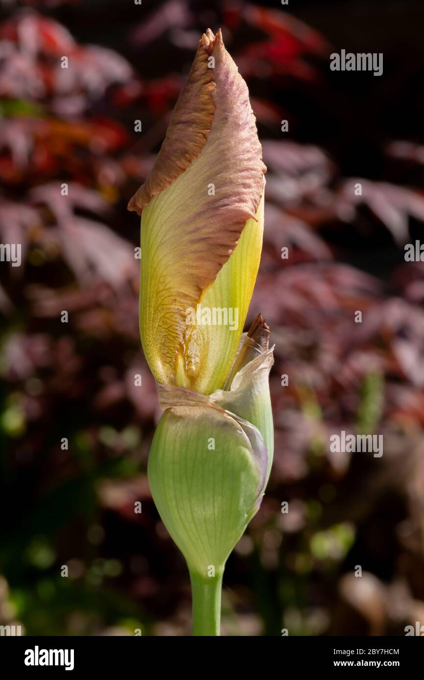 Bourgeon de l'Iris germanica / Iris barbu étrange infusion sur le point de fleurir Banque D'Images
