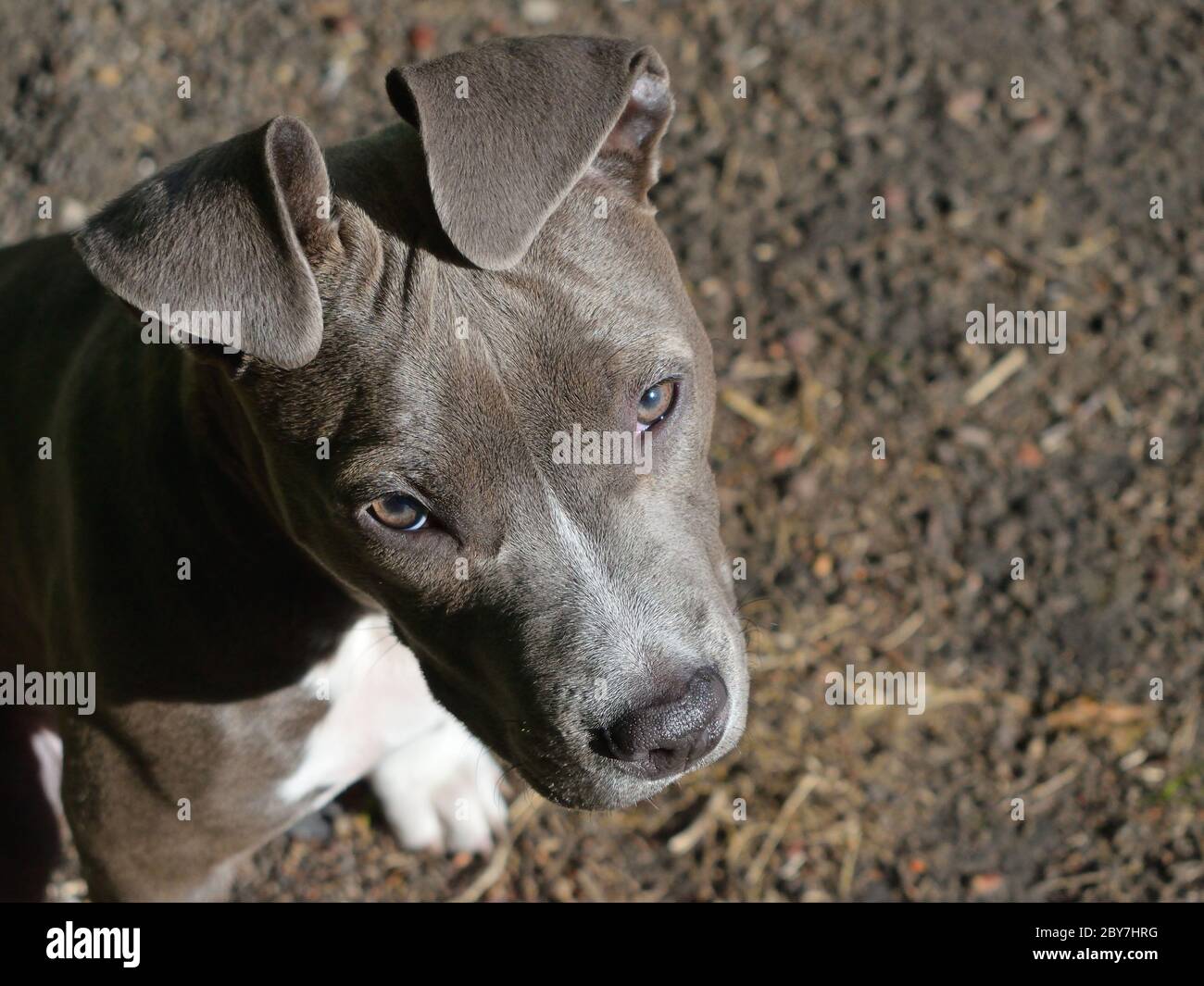 animal chien américain staffordshire terrier amstaff pit-bull gris bleu blanc Banque D'Images