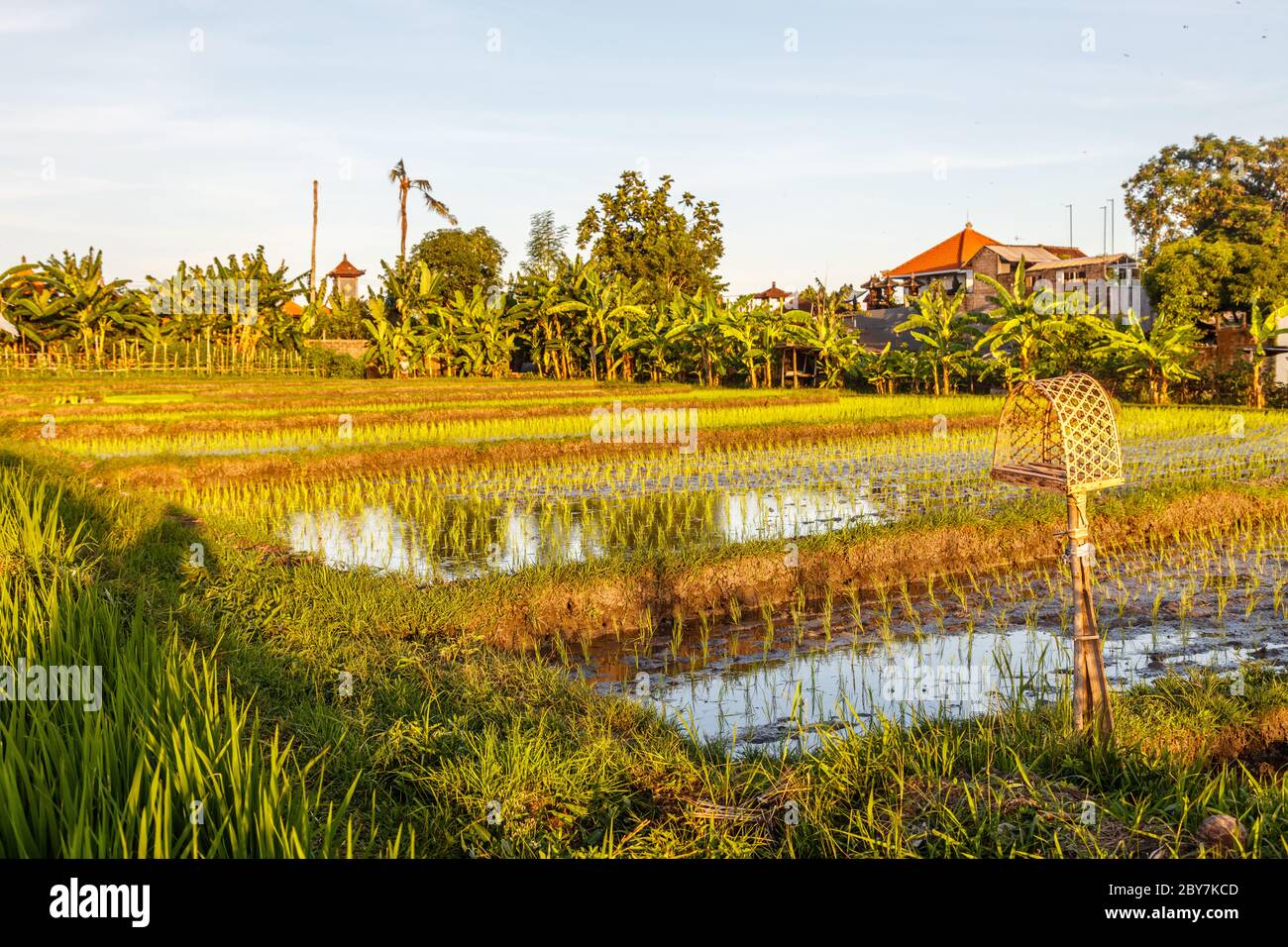 Champ inondé et riz fraîchement planté au coucher du soleil. Badung, Bali, Indonésie. Banque D'Images