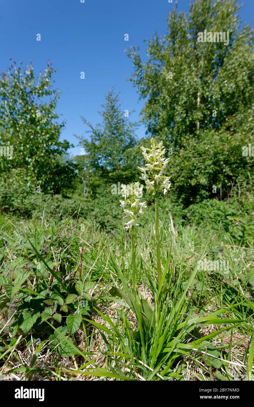 Orchidée du Grand papillon - Platanthera chlorantha deux fleurs dans l'habitat des prairies à broussailles Banque D'Images