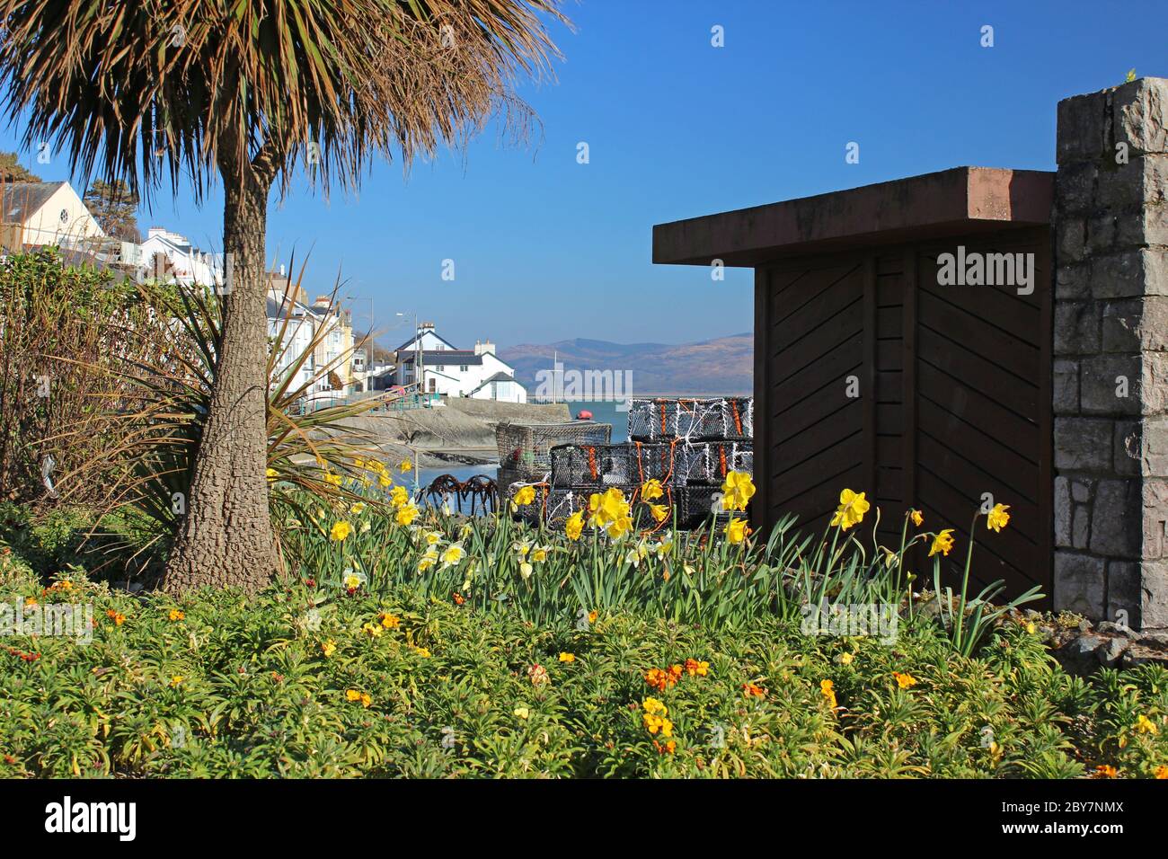 Jonquilles au printemps sur le front de mer d'Aberdyfi, au pays de Galles Banque D'Images