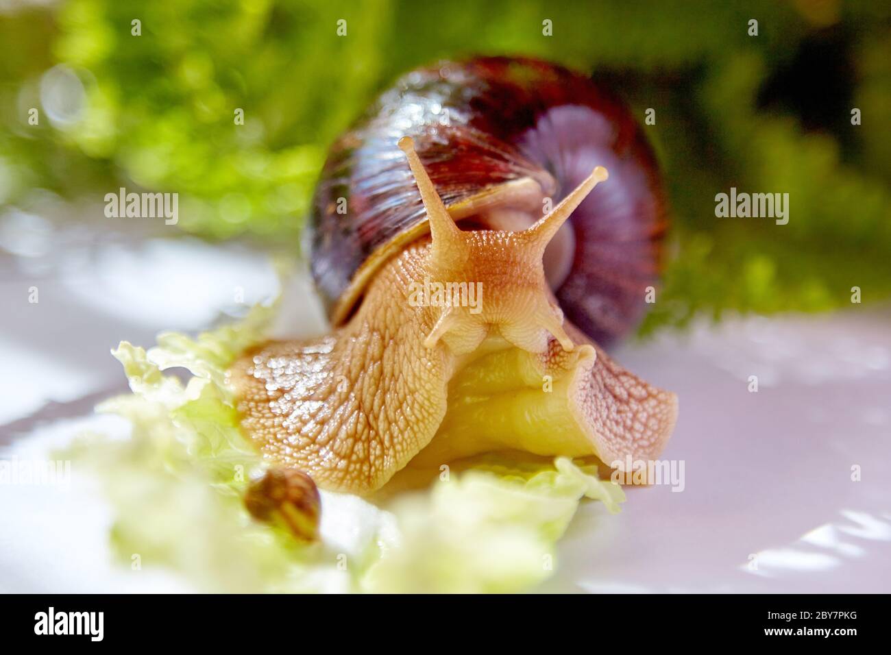 Un petit et un grand escargots Achatina rampant sur une feuille verte de laitue dans la lumière du matin Banque D'Images