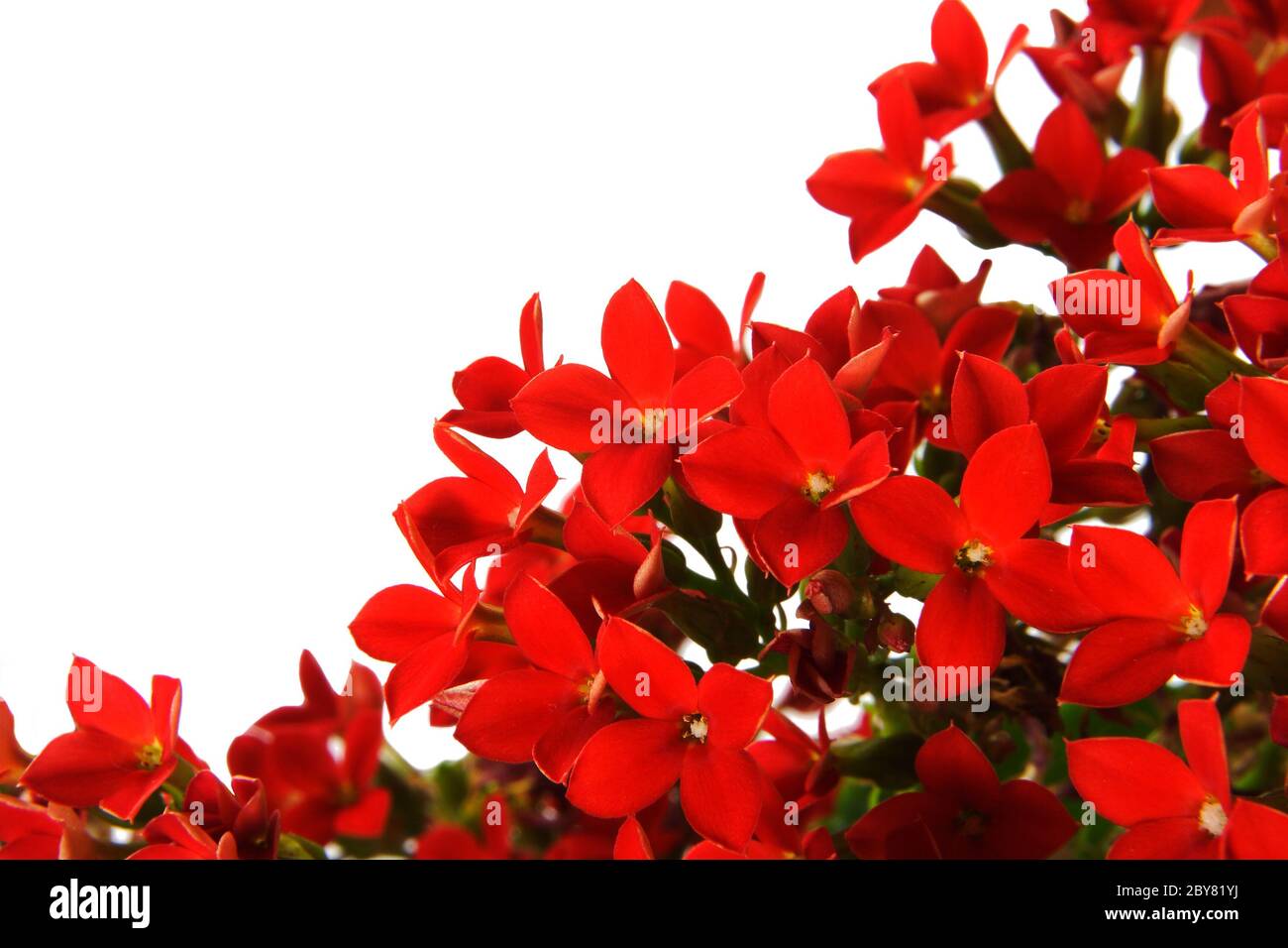 Fleurs de Kalanchoe sur fond blanc Banque D'Images