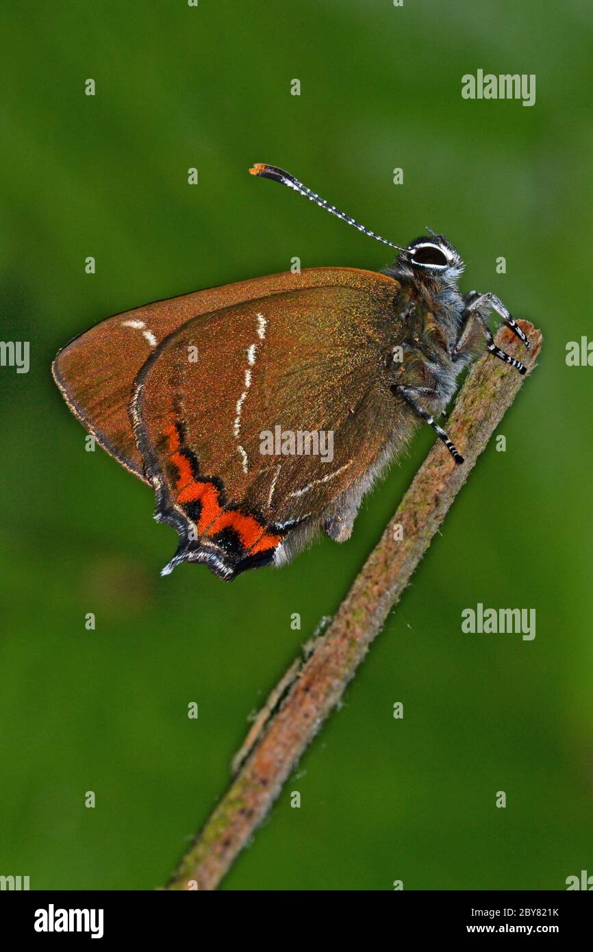White Letter Hairstreak papillon, rare et en danger au Royaume-Uni, chenilles s'appuyant sur Elm comme une plante alimentaire. Banque D'Images