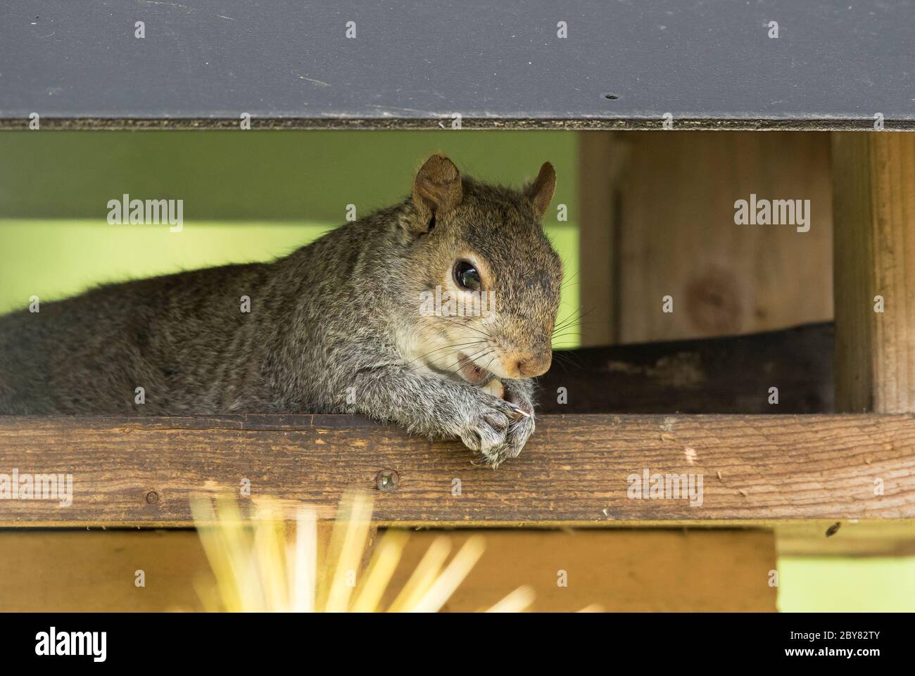 Gros plan de l'écureuil gris du Royaume-Uni (Sciurus carolinensis) isolé en plein air allongé sur la table d'oiseaux de jardin voler des noix d'oiseau! Écureuils britanniques. Banque D'Images