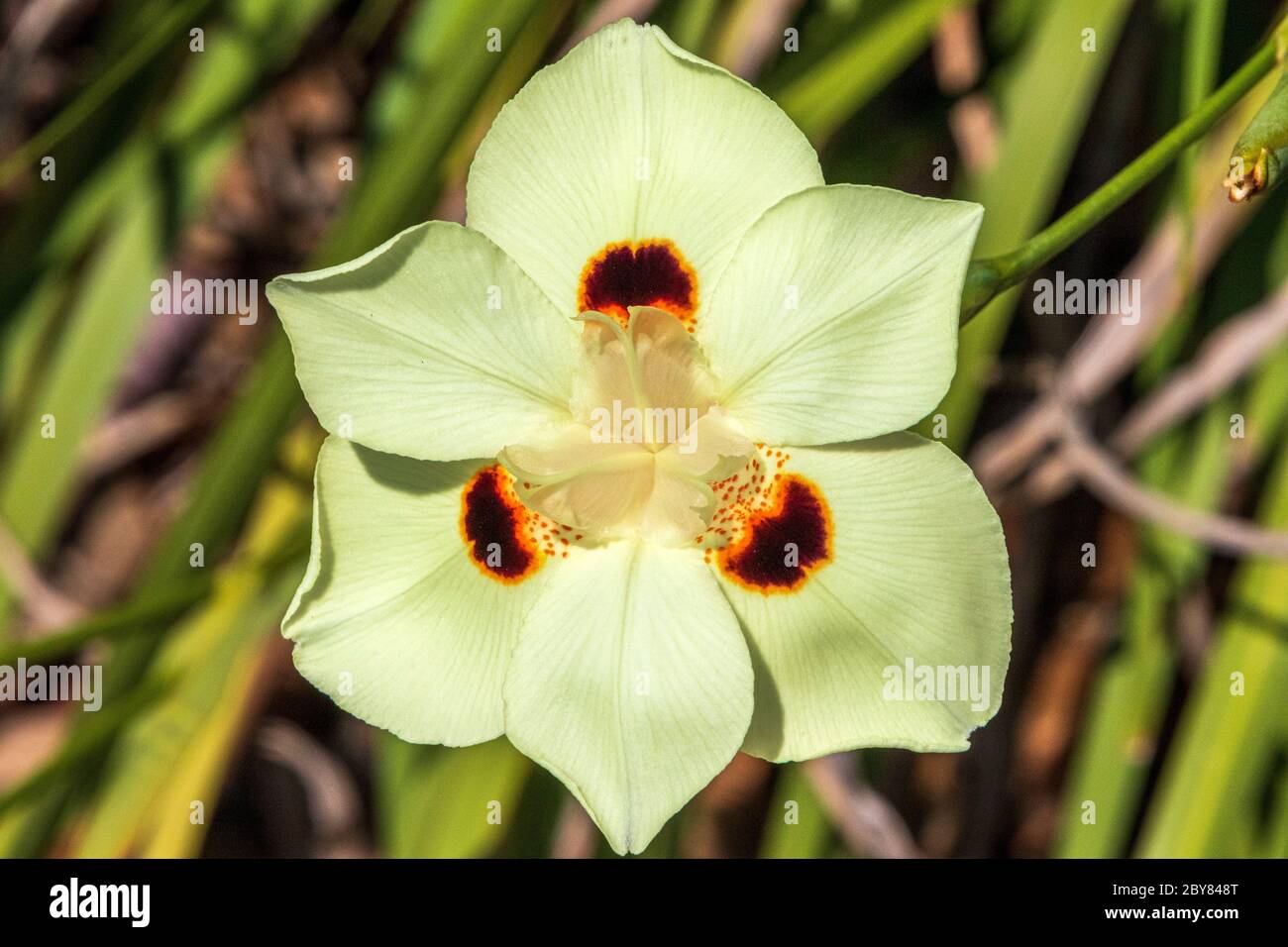 Iris d'Afrique, Iris bicolore,Dietes bicolor,Iridaceae,Moraea bicolor,fleur de paon,Iris jaune de papillon,jardin de fleurs jaunes Banque D'Images