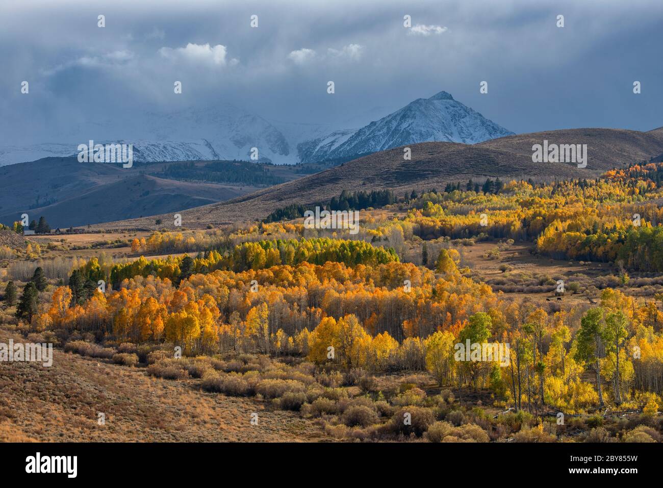 États-Unis, Californie, Sierra orientale, Lee Vining, Aspen grove et Sierra Nevada en automne Banque D'Images