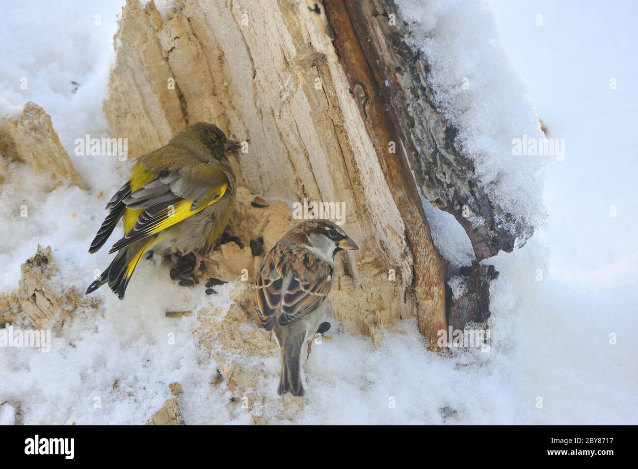 Oiseaux chanteurs Banque D'Images