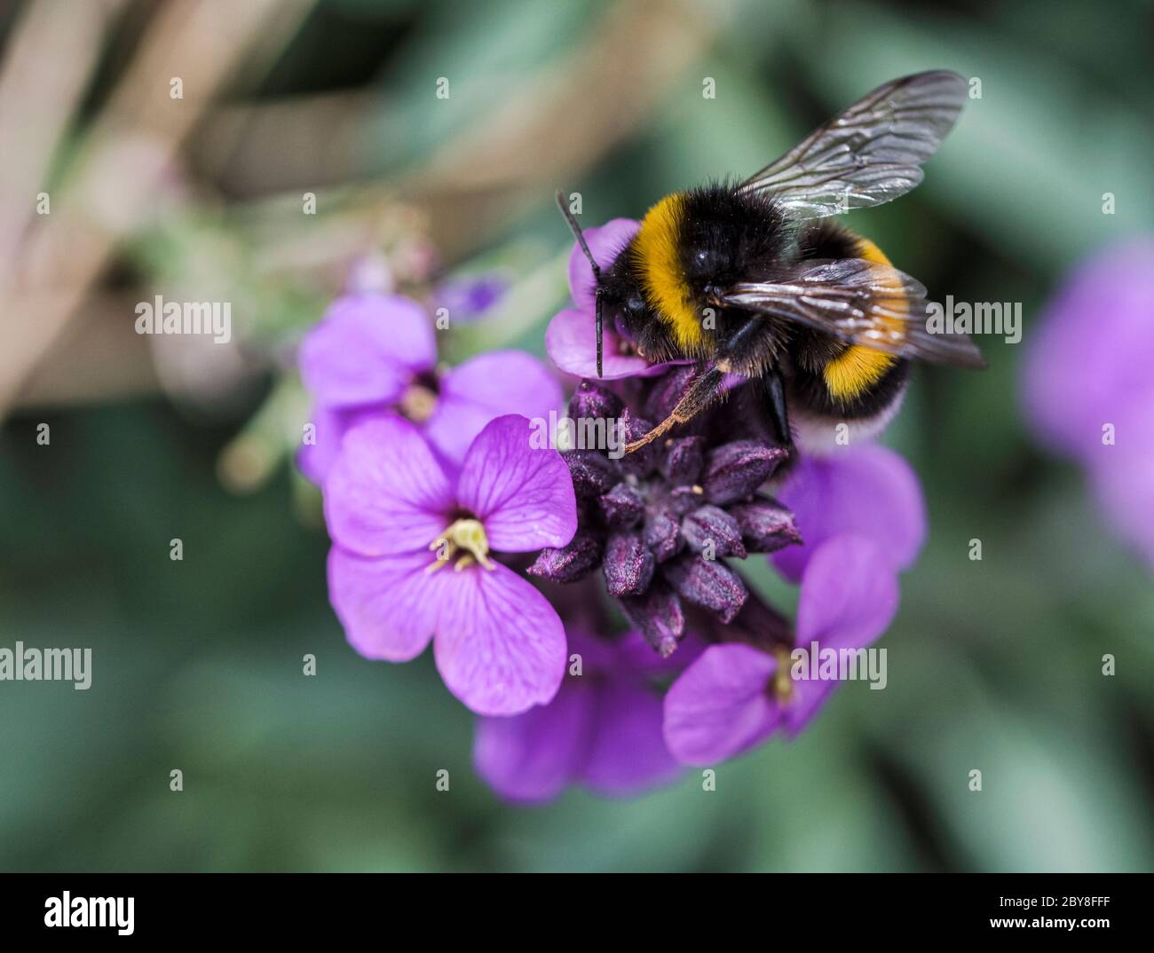 Gros plan d'une abeille collectant du miel d'une fleur d'erysimum violette sur un fond vert flou Banque D'Images